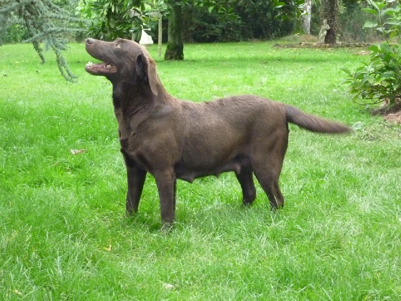 Publication : des Berberis Auteur : Elevage des Berberis