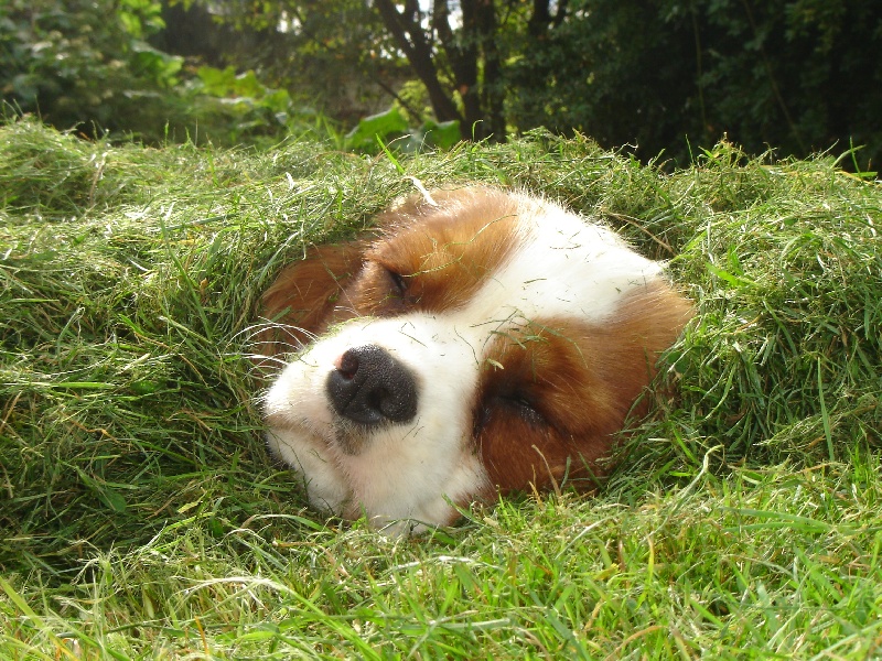 Publication : des Berberis Auteur : Elevage des Berberis