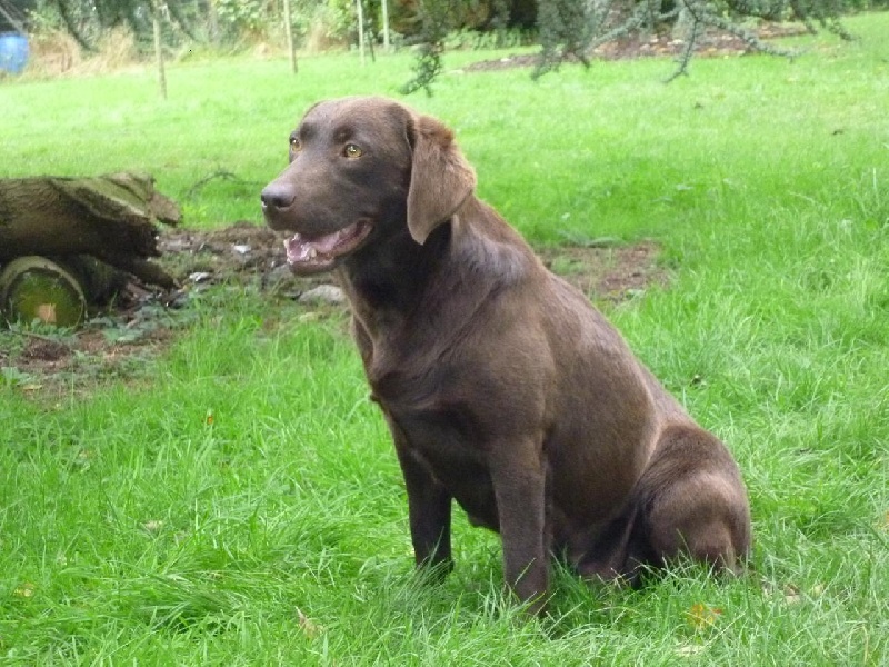 Publication : des Berberis Auteur : Elevage des Berberis