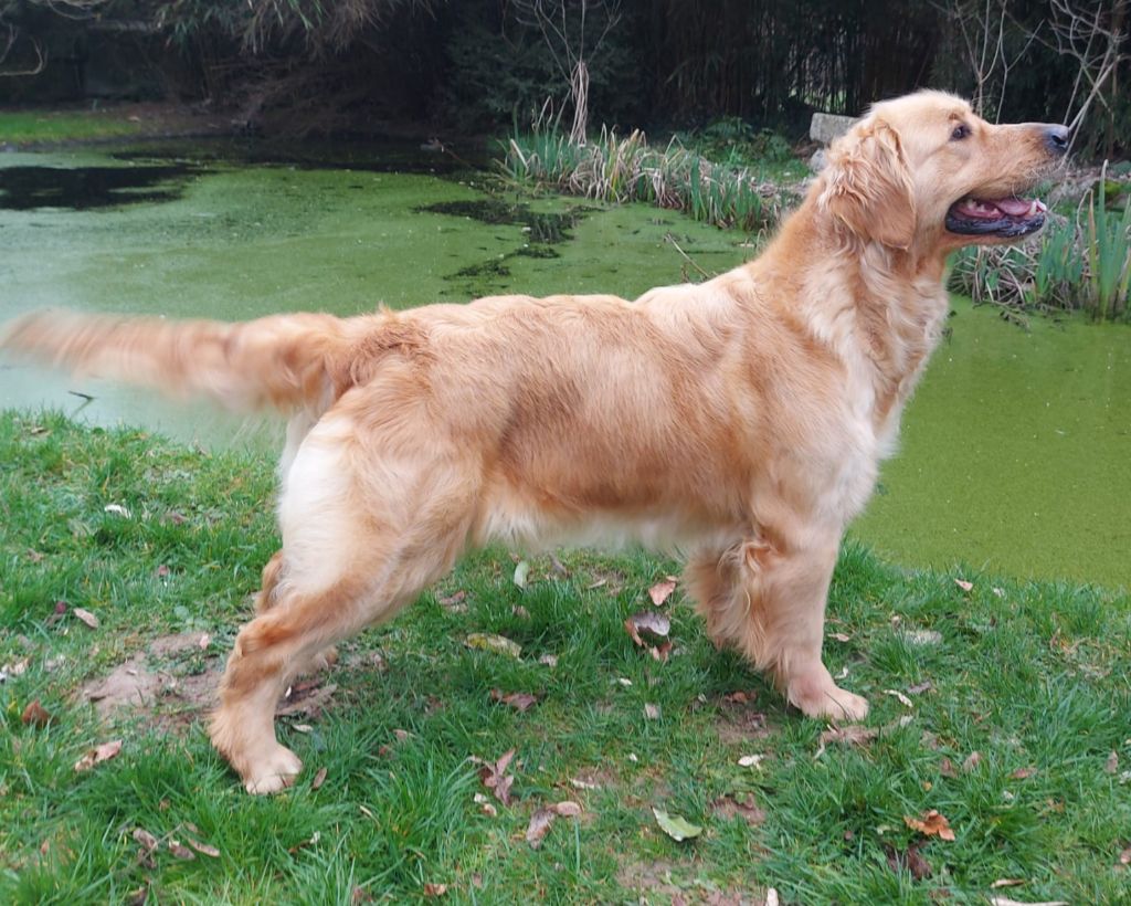 Publication : des Berberis Auteur : Élevage des Berberis