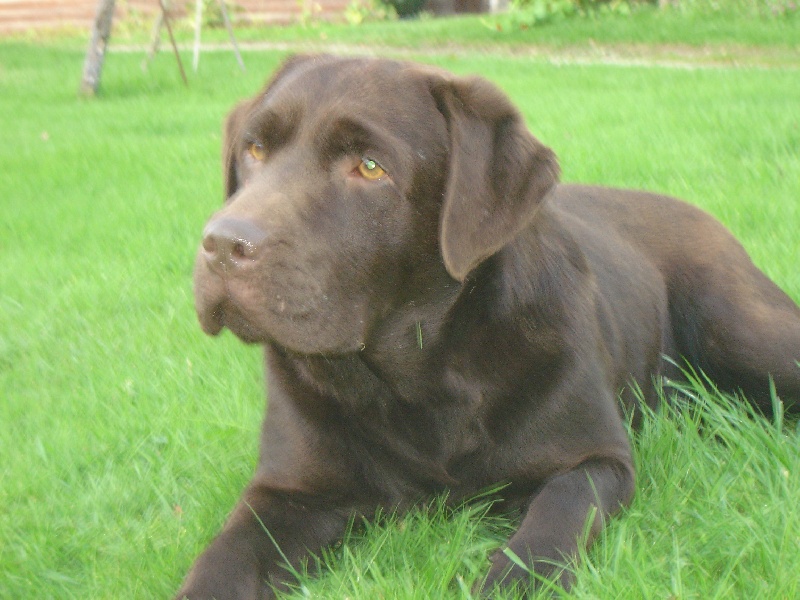 Publication : des Berberis Auteur : Thierry Bezin