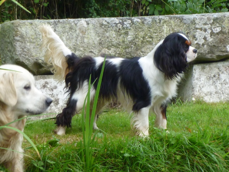 Publication : des Berberis Auteur : Elevage des Berberis