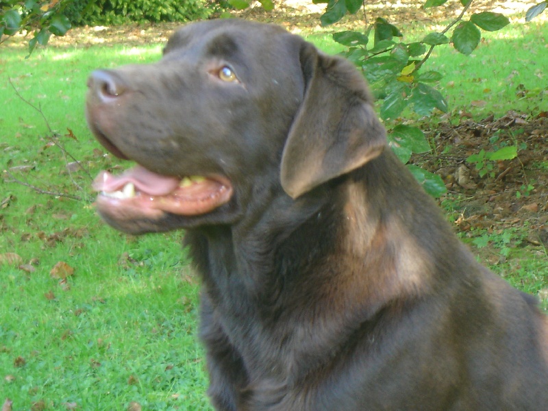 Publication : des Berberis Auteur : Thierry Bezin