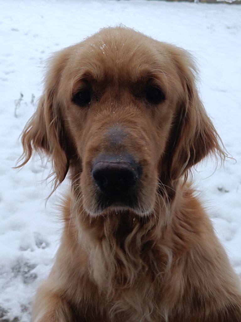 Publication : des Berberis Auteur : Élevage des Berberis