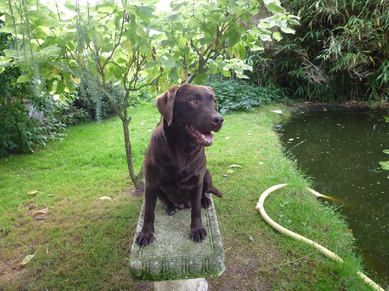 Publication : des Berberis Auteur : Elevage des Berberis