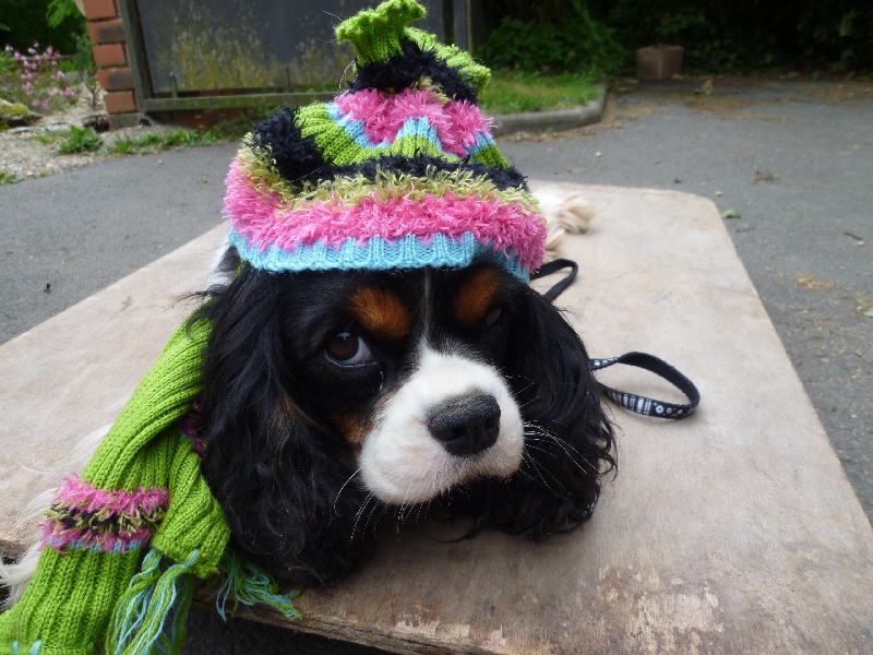 Publication : des Berberis Auteur : Elevage des Berberis