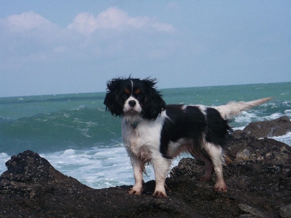 Publication : des Berberis Auteur : Elevage des Berberis