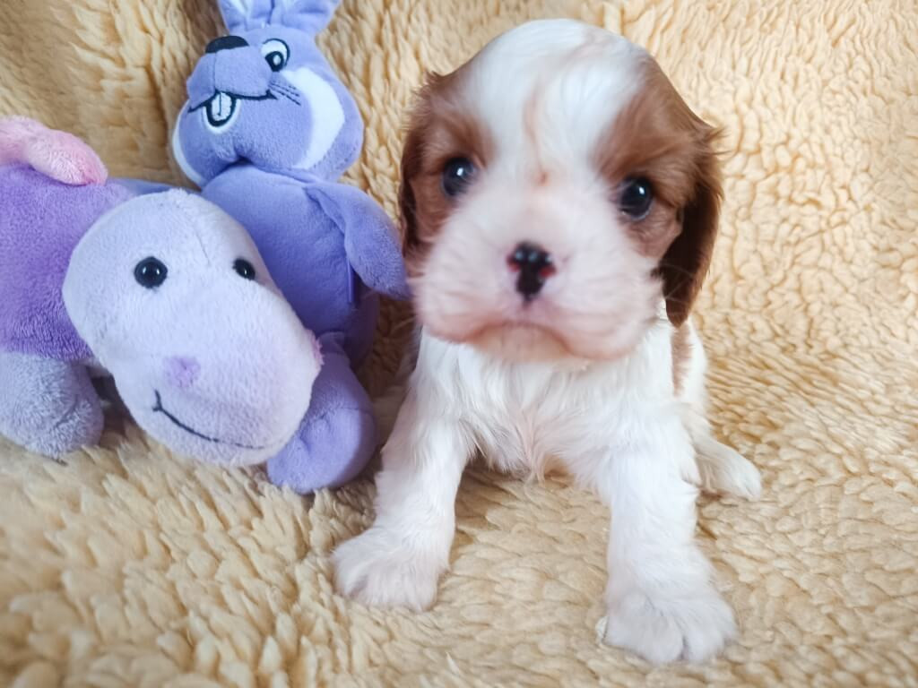 Mâle blenheim - Cavalier King Charles Spaniel