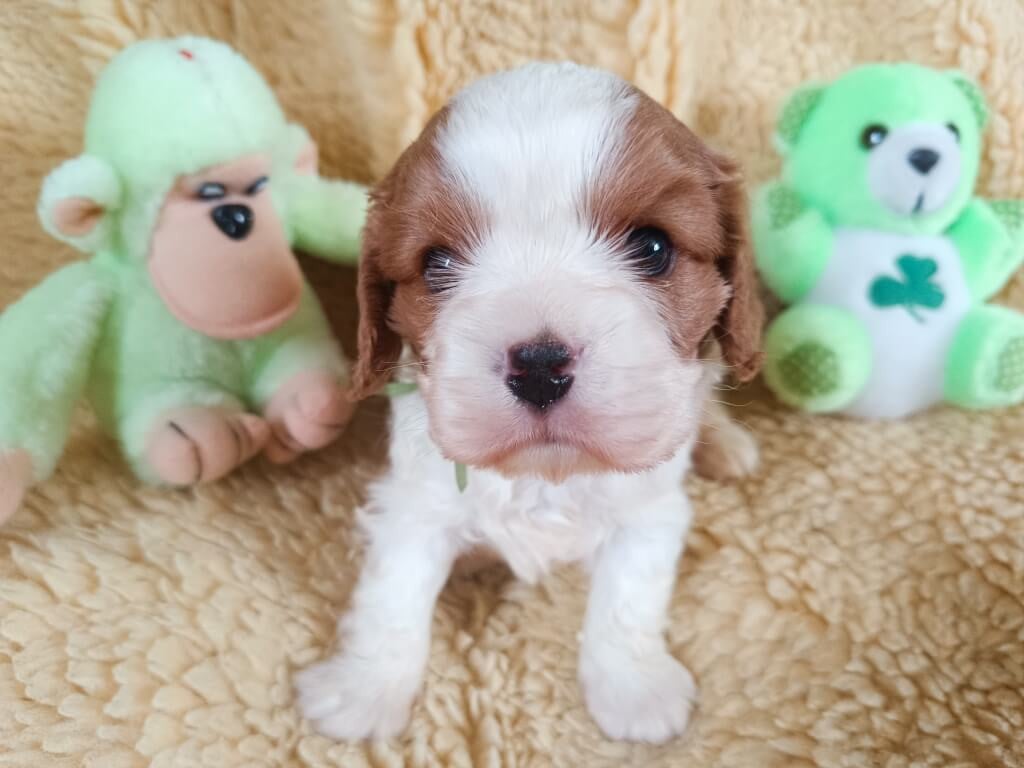Mâle collier vert - blenheim - Cavalier King Charles Spaniel
