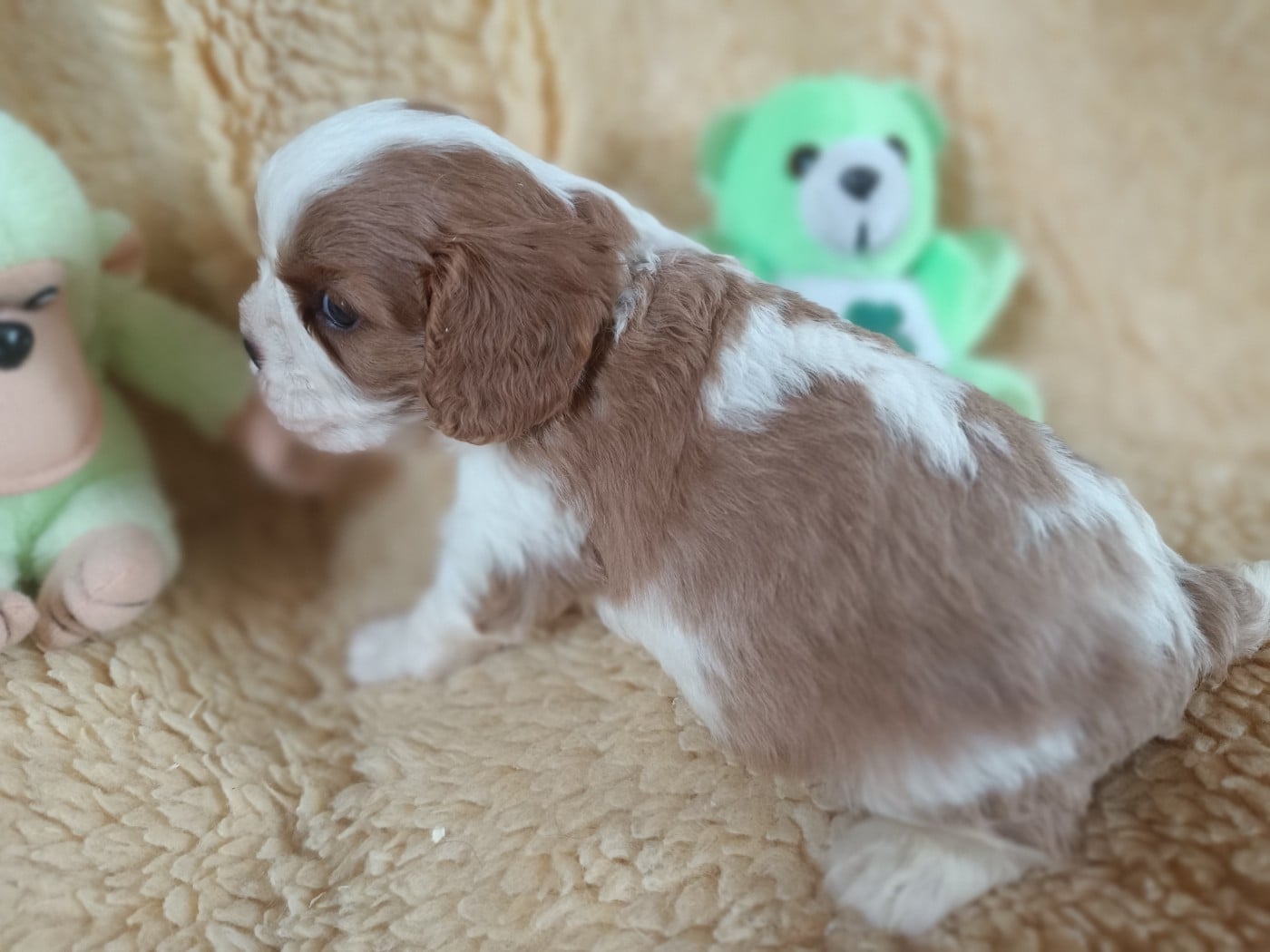 Mâle collier vert - blenheim