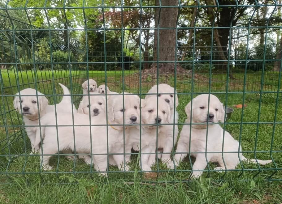 Golden Retriever - des Berberis