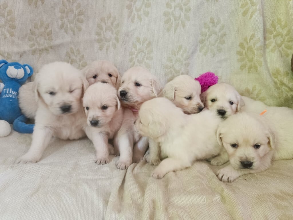 Chiot Golden Retriever