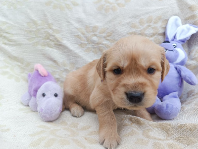 Les chiots de Golden Retriever