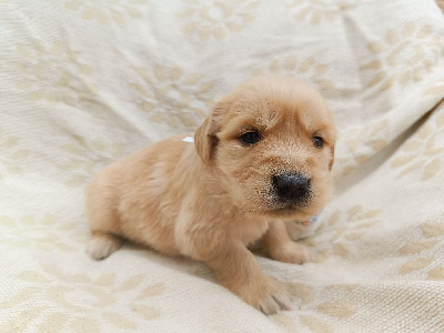 Les chiots de Golden Retriever