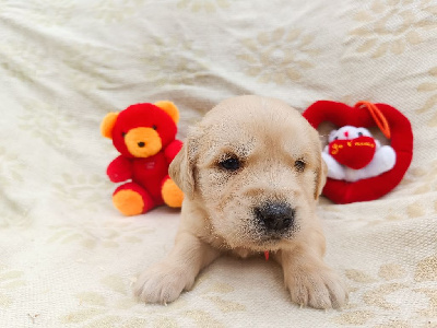 Les chiots de Golden Retriever