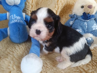 Les chiots de Cavalier King Charles Spaniel
