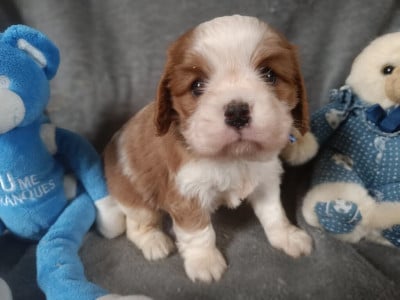 Les chiots de Cavalier King Charles Spaniel