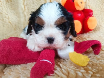 Les chiots de Cavalier King Charles Spaniel