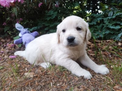 Les chiots de Golden Retriever