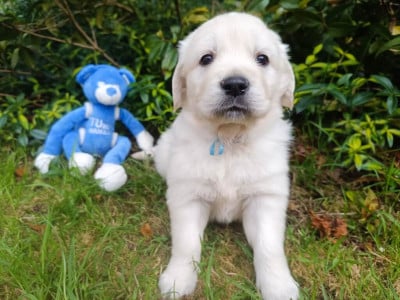 Les chiots de Golden Retriever