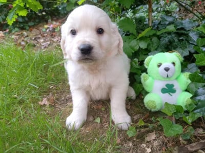 Les chiots de Golden Retriever