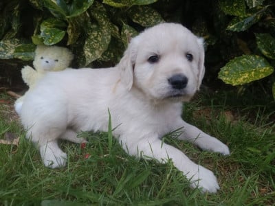 Les chiots de Golden Retriever