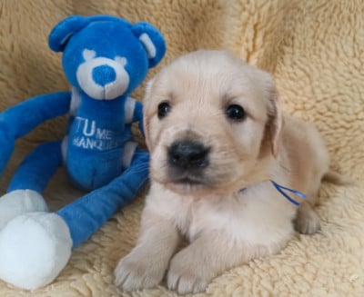 Les chiots de Golden Retriever