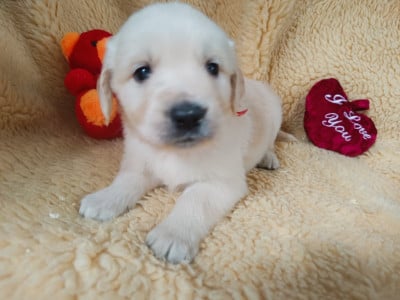 Les chiots de Golden Retriever