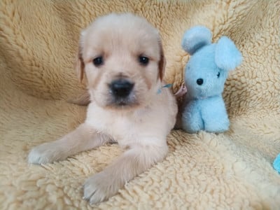 Les chiots de Golden Retriever