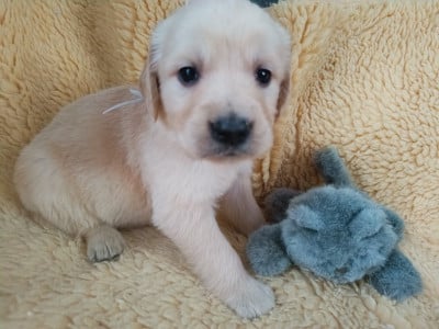 Les chiots de Golden Retriever