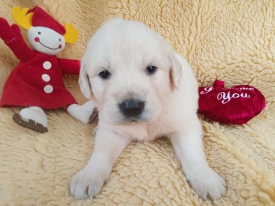 Les chiots de Golden Retriever