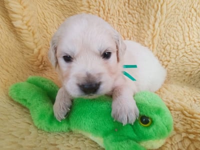 Les chiots de Golden Retriever