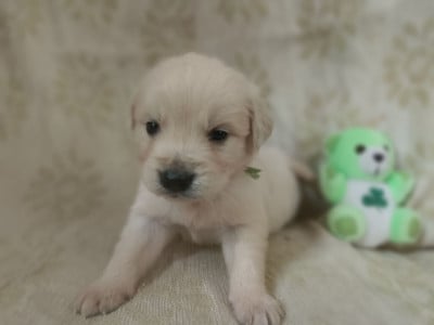Les chiots de Golden Retriever