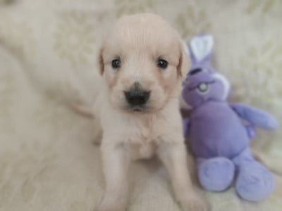 Les chiots de Golden Retriever