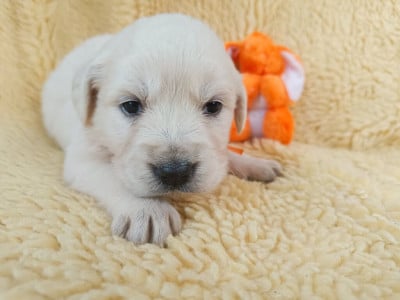 Les chiots de Golden Retriever