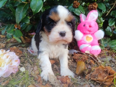 Les chiots de Cavalier King Charles Spaniel