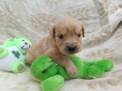 Les chiots de Golden Retriever