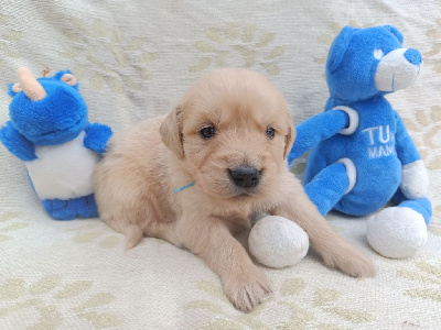 Les chiots de Golden Retriever