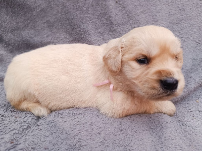 Les chiots de Golden Retriever