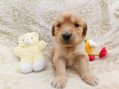 Les chiots de Golden Retriever