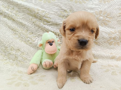 Les chiots de Golden Retriever