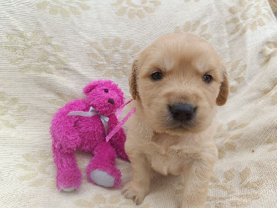 Les chiots de Golden Retriever