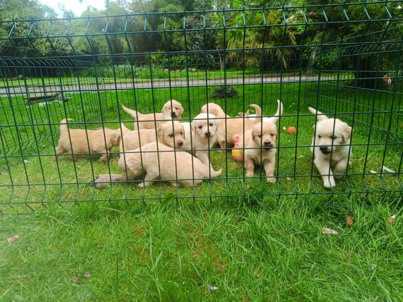 Golden Retriever - des Berberis