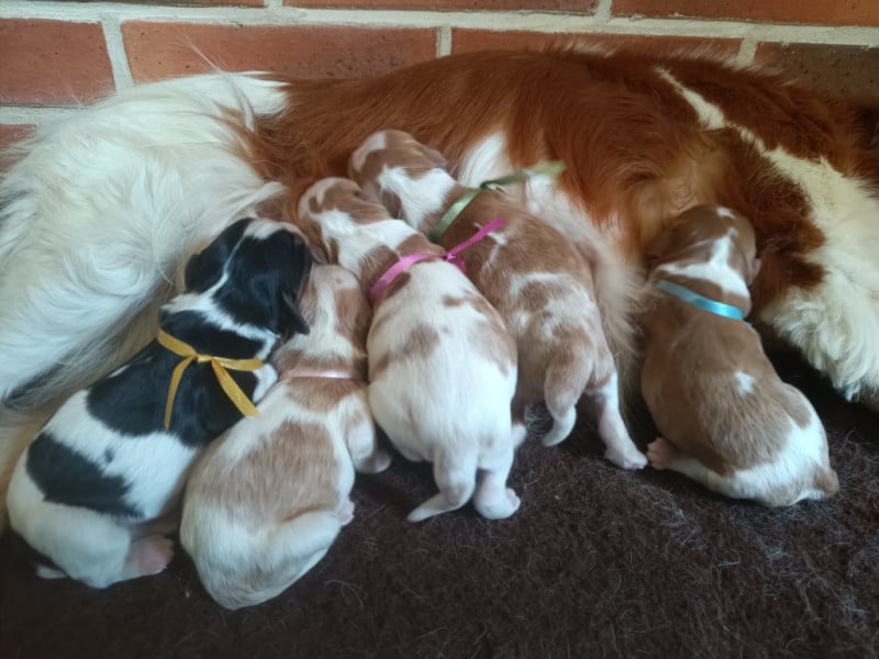 Cavalier King Charles Spaniel - des Berberis