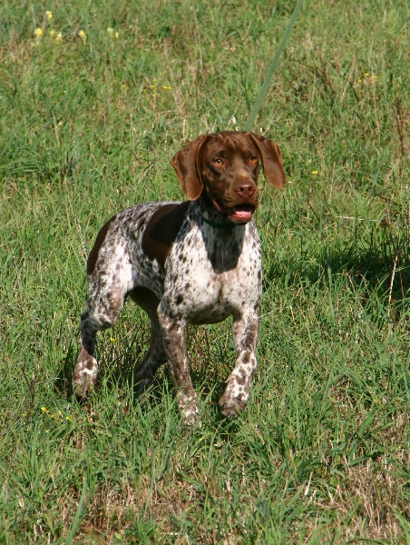 TR. CH. du Milobre de Bouisse Derby - 2eme EXC