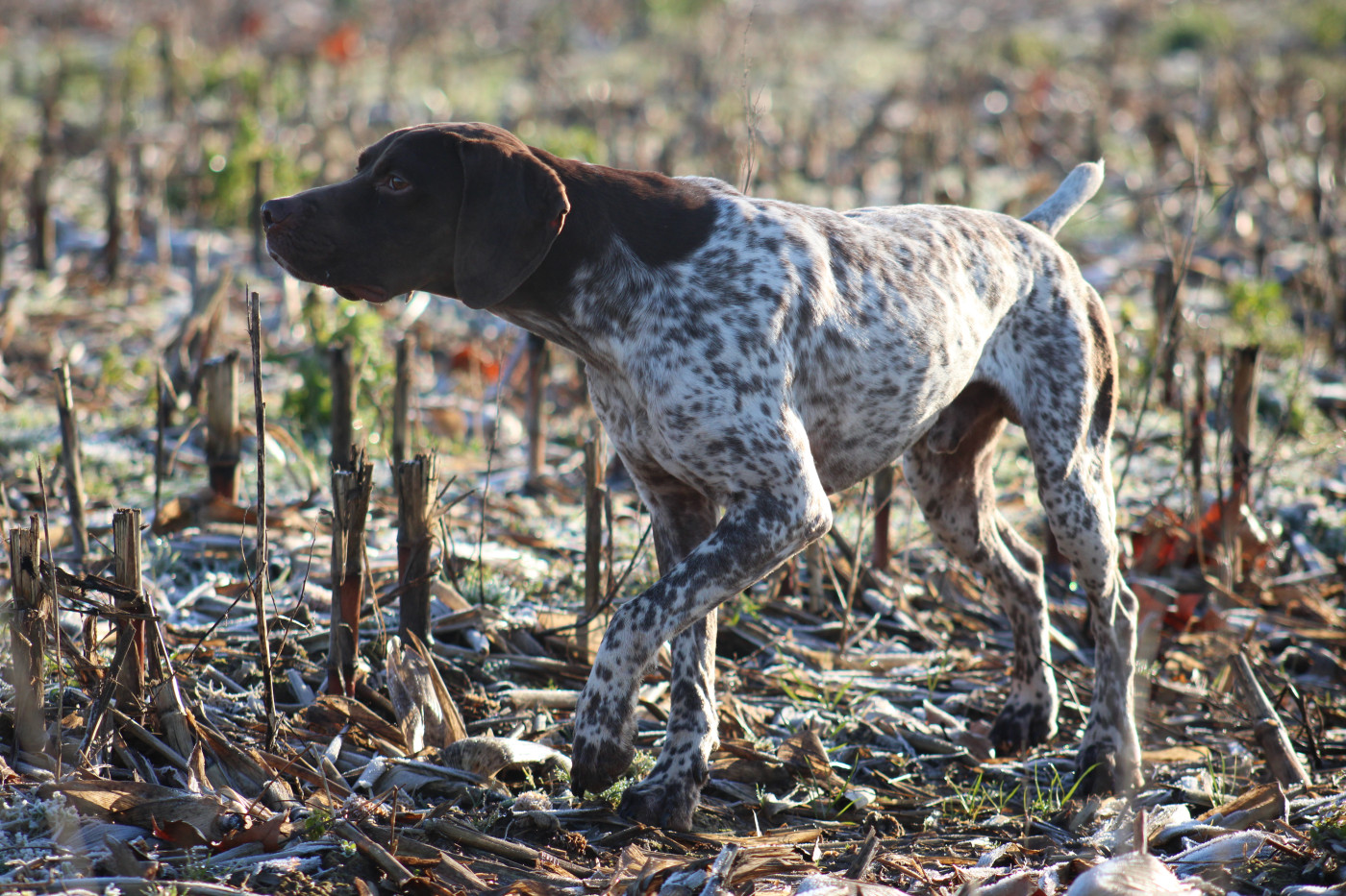 TR. CH. Scorpion de Chantoizeau - EXC