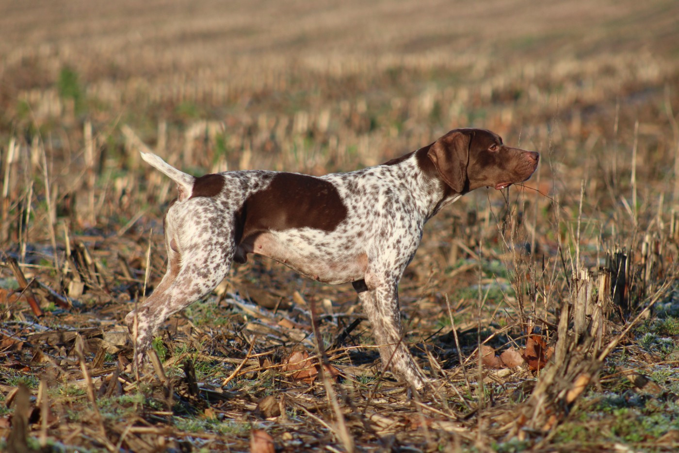 TR. CH. Scorpion de Chantoizeau - 1er EXC