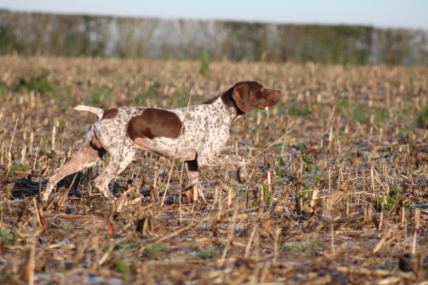 TR. CH. Scorpion de Chantoizeau - 1 er EXC