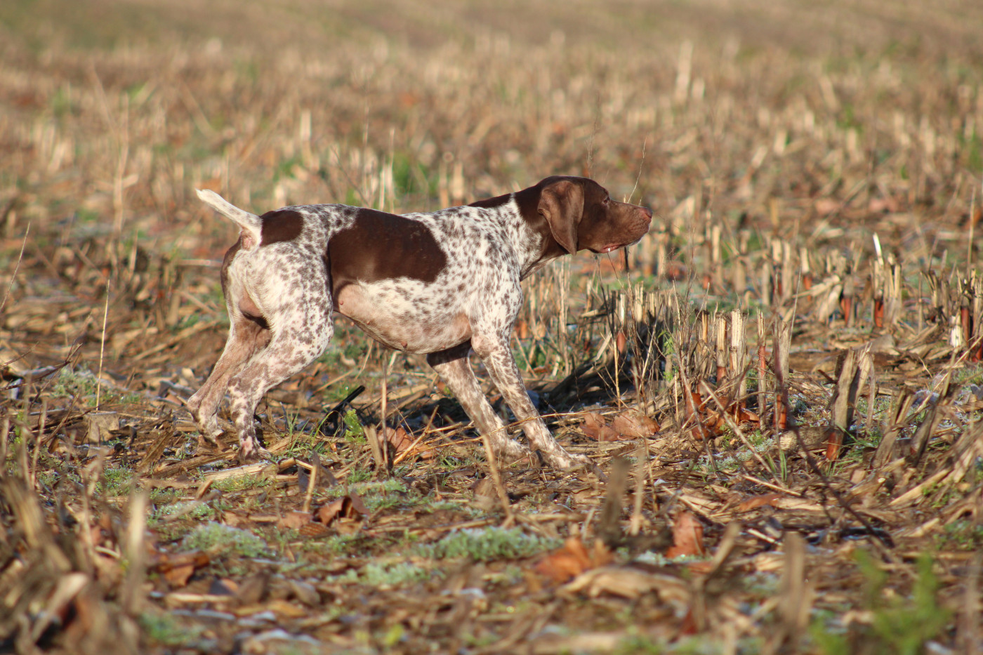TR. CH. Scorpion de Chantoizeau - 1 er EXC CAC