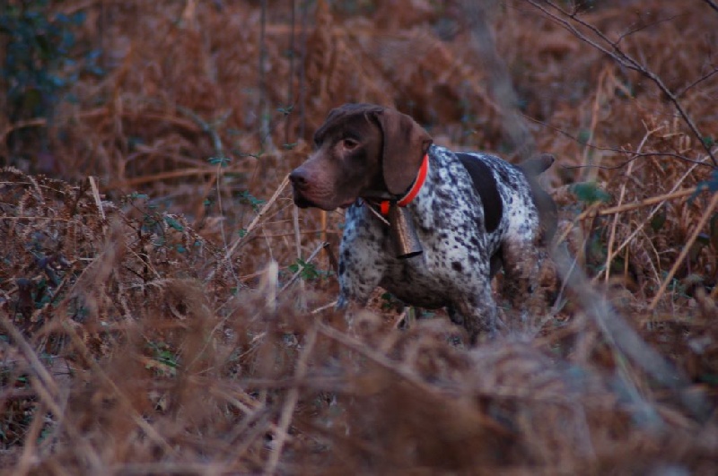 TR. CH. du Milobre de Bouisse Derby - 1ère avec 82 points